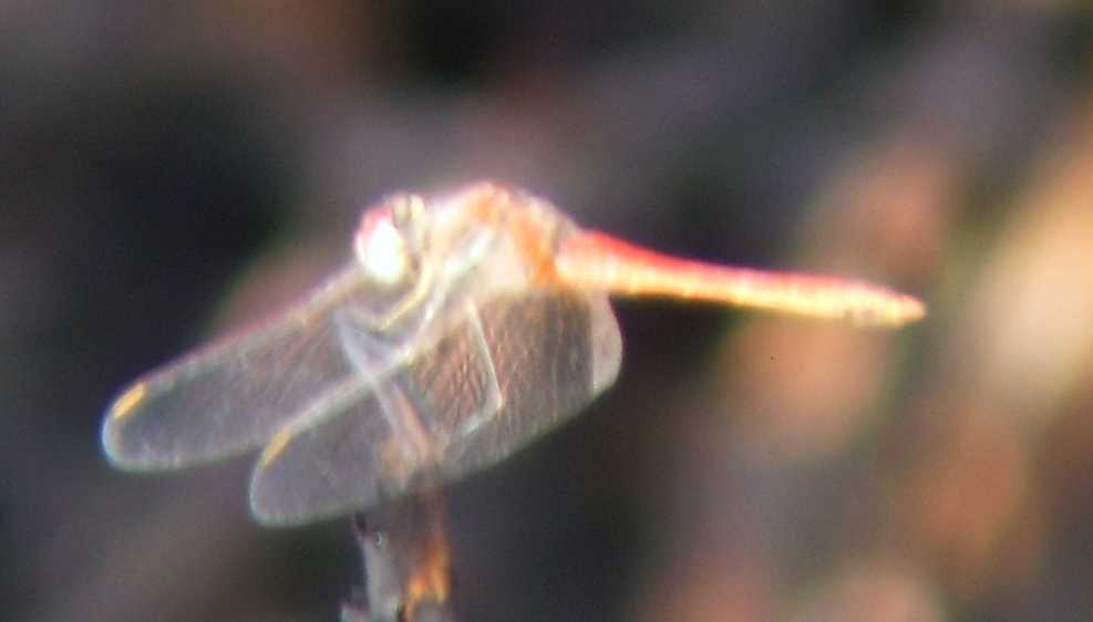 Libellule egiziane